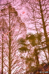 カラフル水中景色