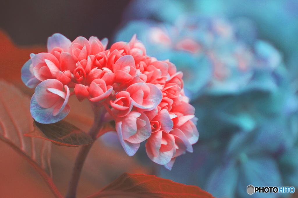 マジックフラワー（紫陽花）