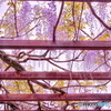 傘いらぬ雨（５）