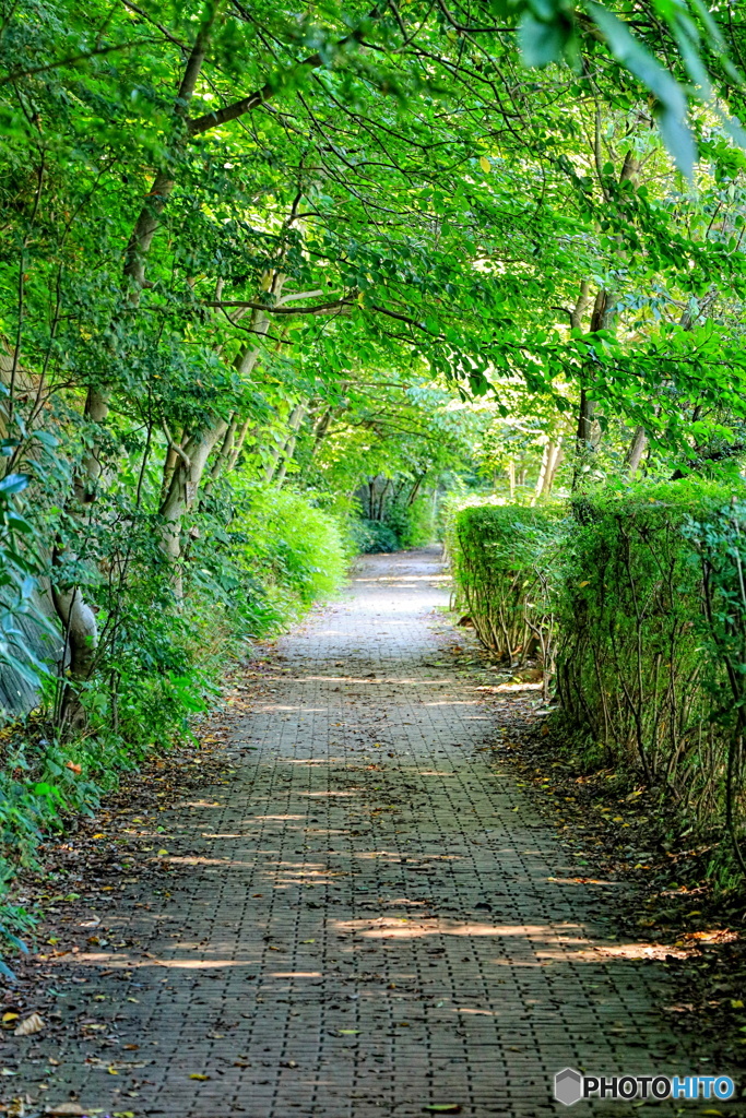 緑の小路