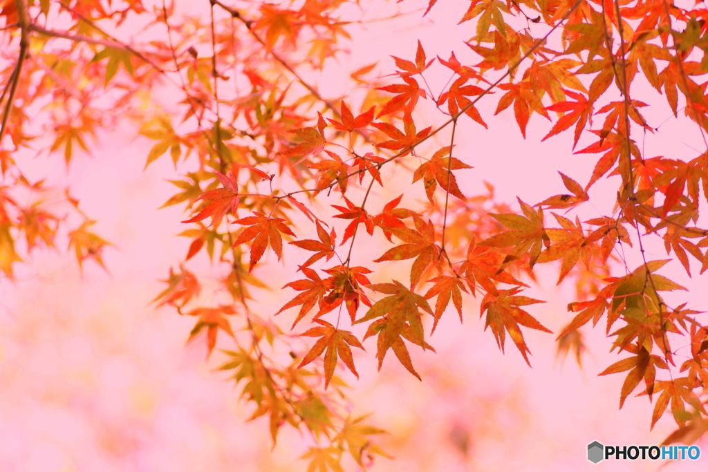 グラデーション紅葉