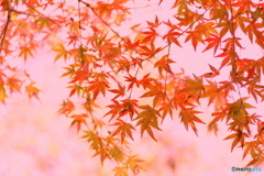 グラデーション紅葉