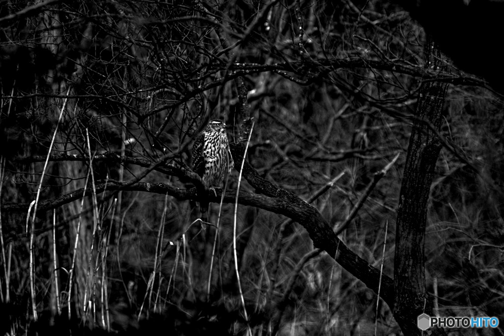 噂の彼奴（２）