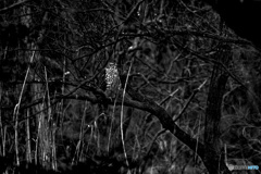 噂の彼奴（２）