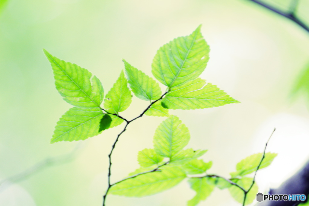 グリーンハイタッチ