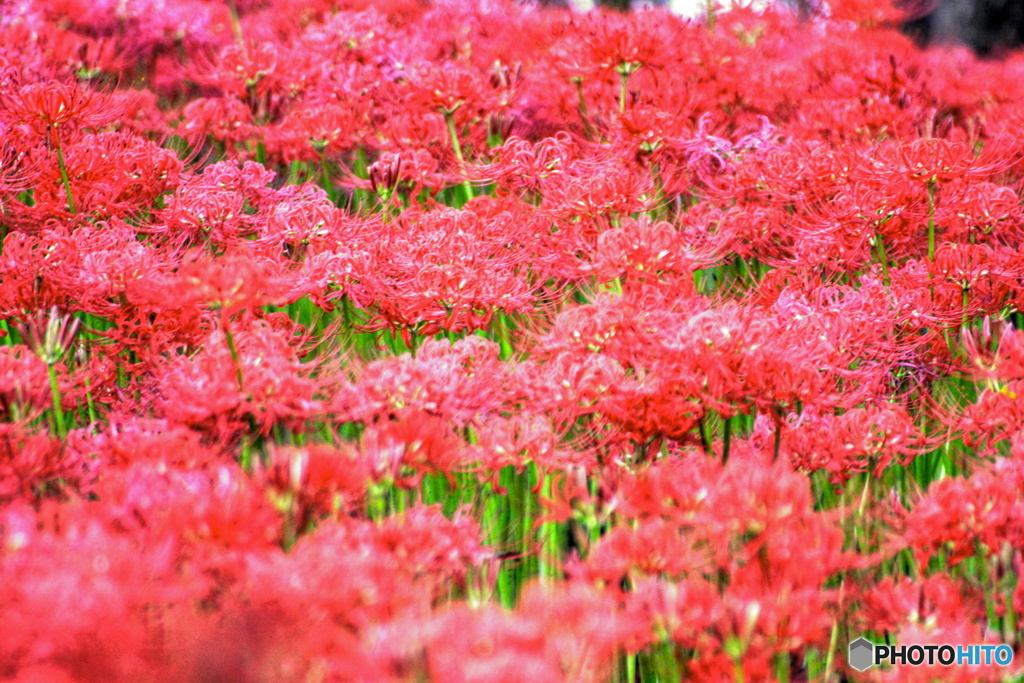 RED SPIDER LILY