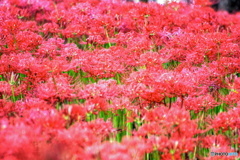 RED SPIDER LILY