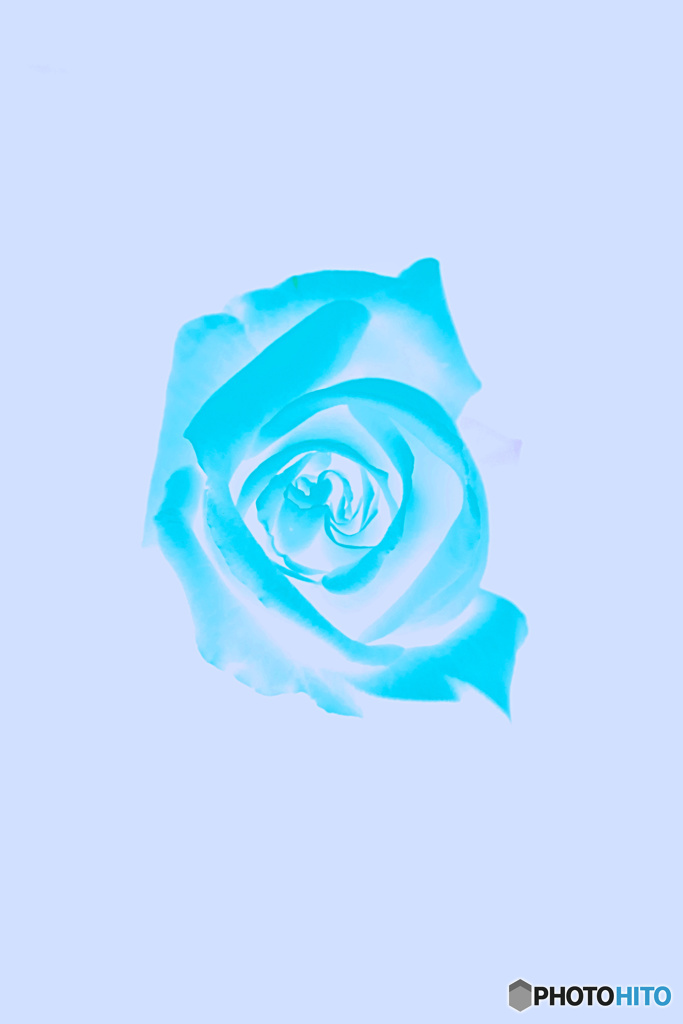 滲む青い薔薇