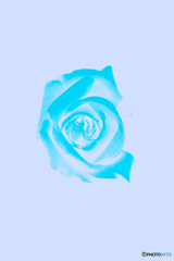 滲む青い薔薇