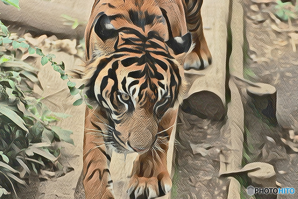 big CATS