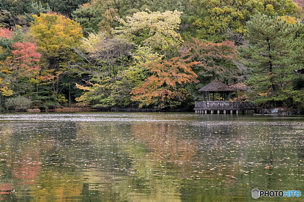 色付き始めた三宝寺池