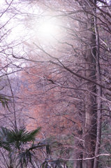 虎落笛（もがりぶえ）