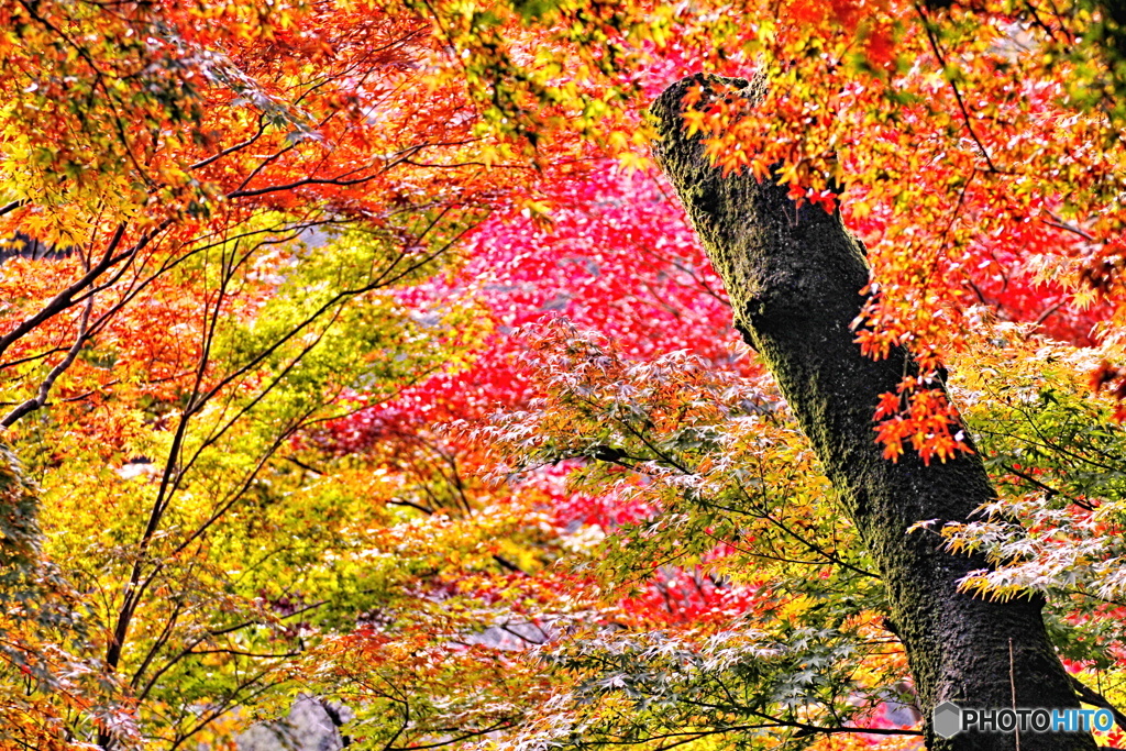 紅葉絵巻２