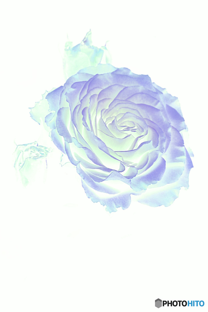 光の中の花（薔薇）