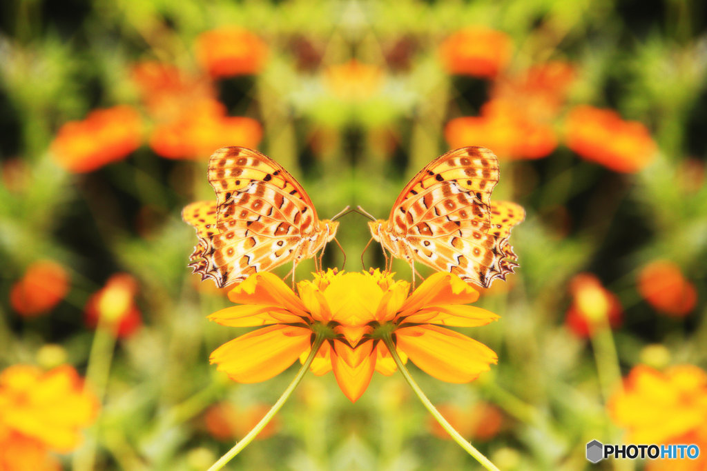 マジックピクチャー（蝶とキバナコスモス）