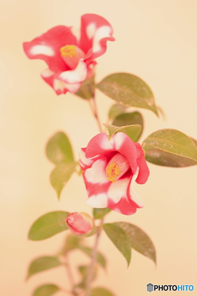 TUBAKI（濁紅）