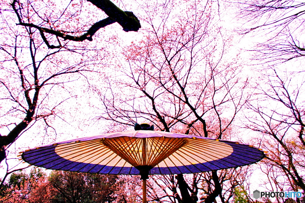 桜雨
