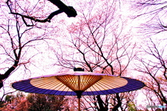 桜雨