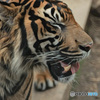 Tiger Smile(2)