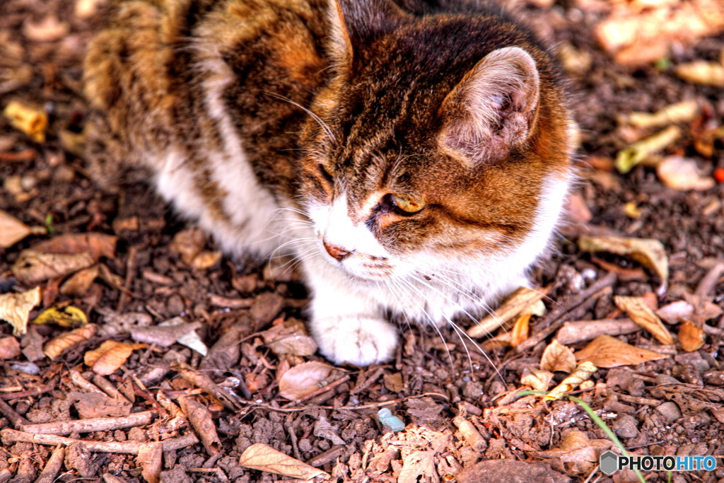 三宝寺池のアイドル