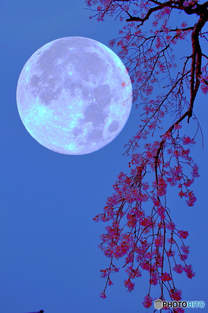枝垂れ月夜