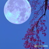 枝垂れ月夜