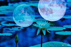 睡蓮の夢
