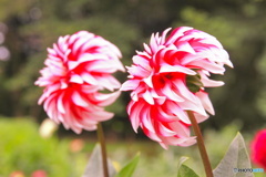 夏のサンタクロース