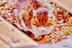 笑顔を有り難う