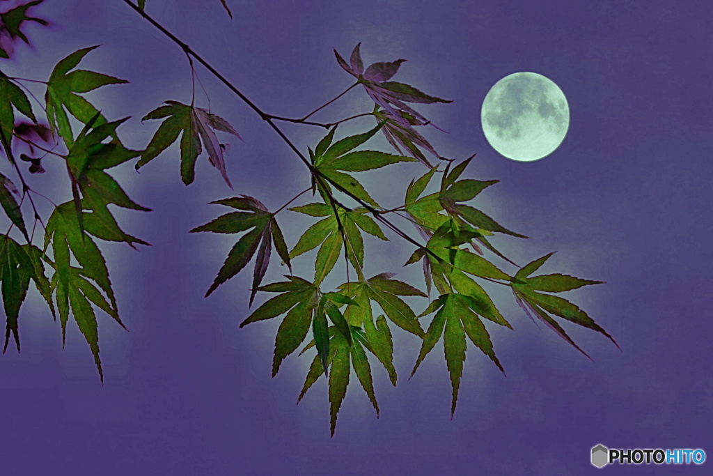 月夜もみじ