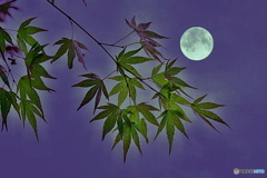 月夜もみじ
