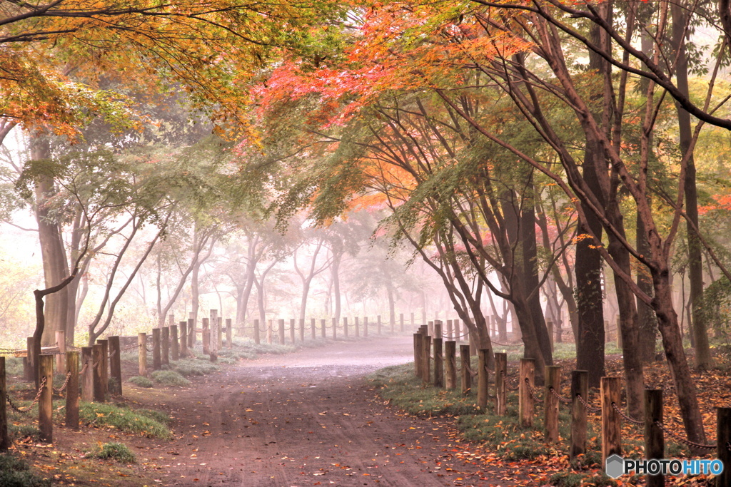 霧の小路と紅葉