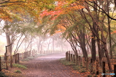 霧の小路と紅葉