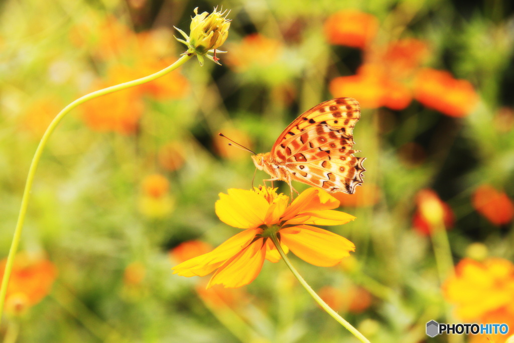 キバナコスモスと蝶