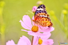 花蝶の図（１）