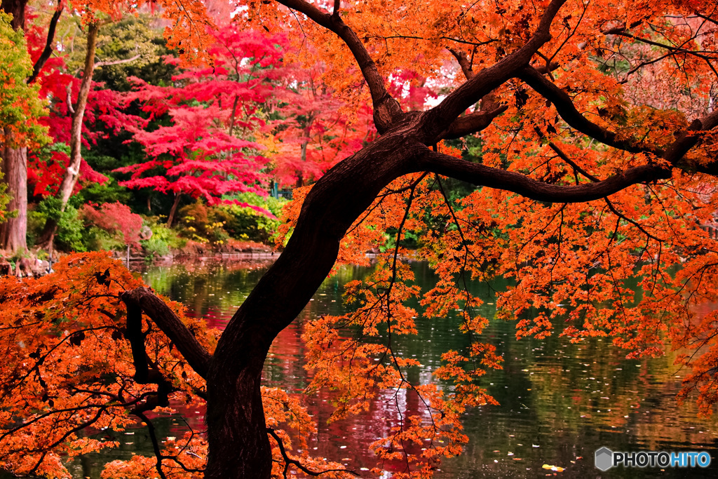 暖簾紅葉（のれんもみじ）