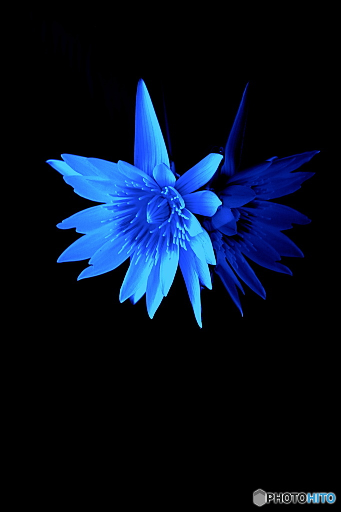 飾り花睡蓮