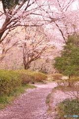 春小路