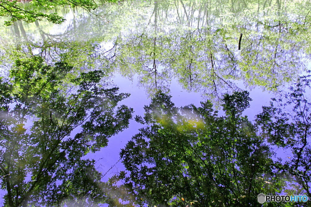 池の中の森