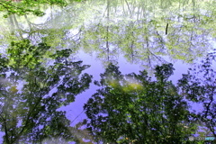 池の中の森
