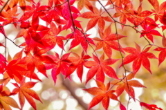 紅葉