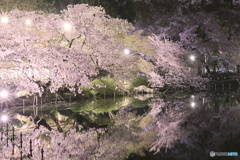 ライトアップ夜桜