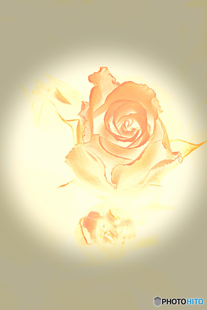 スポットライト（薔薇）