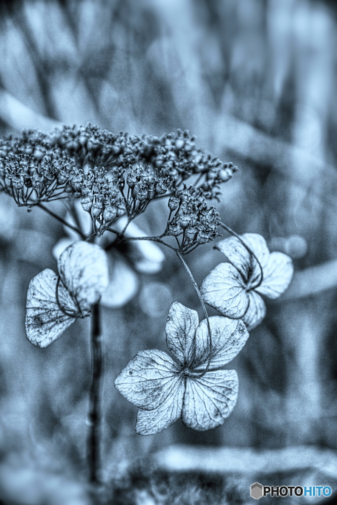 愛し枯れ紫陽花