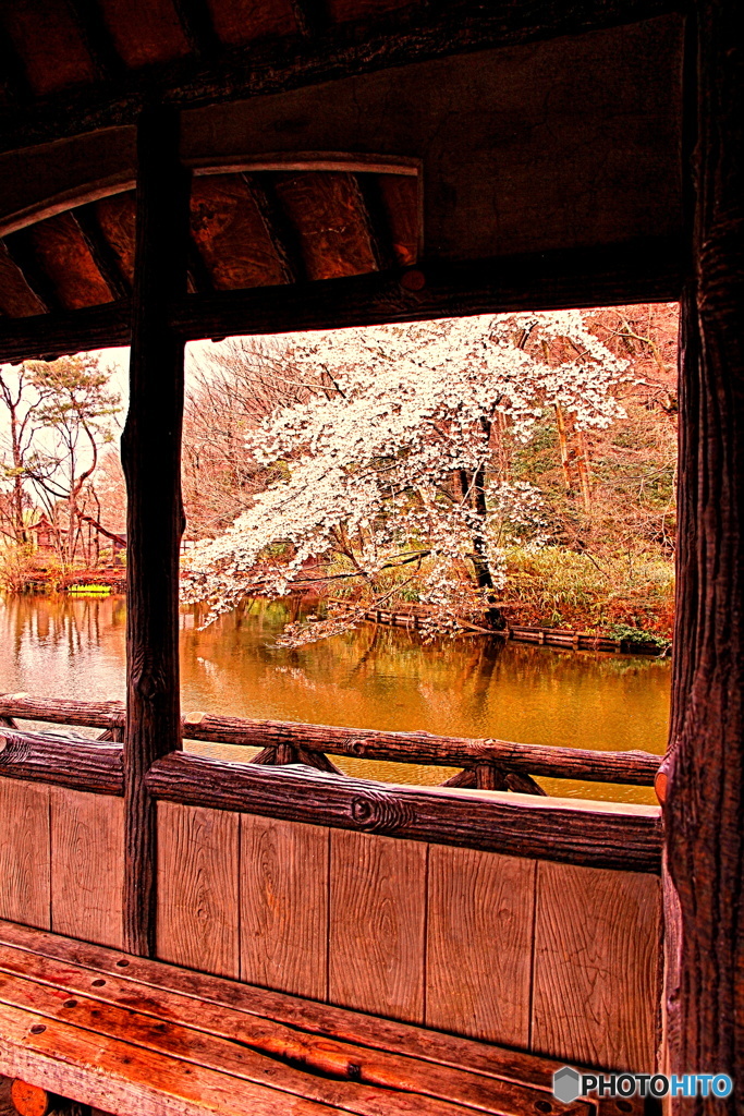 枠越し桜