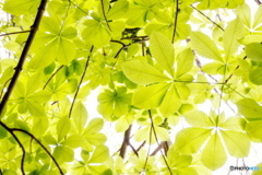 新緑三宝寺池