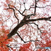 紅点景色