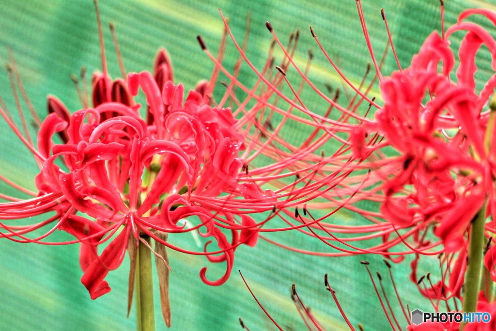 緑の流れと共に