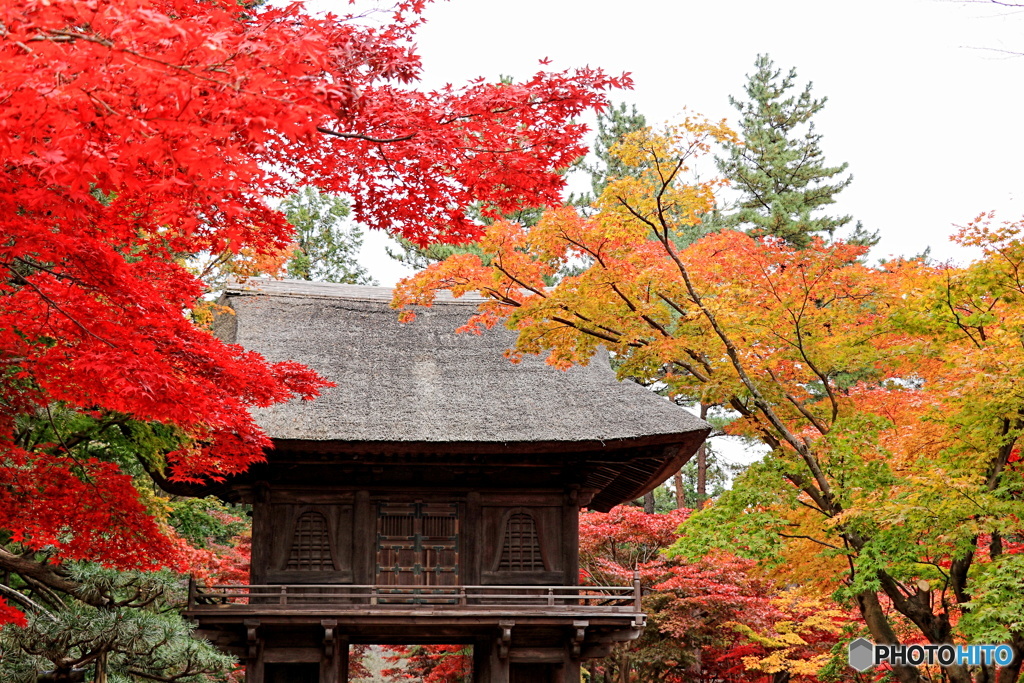 山門と紅葉