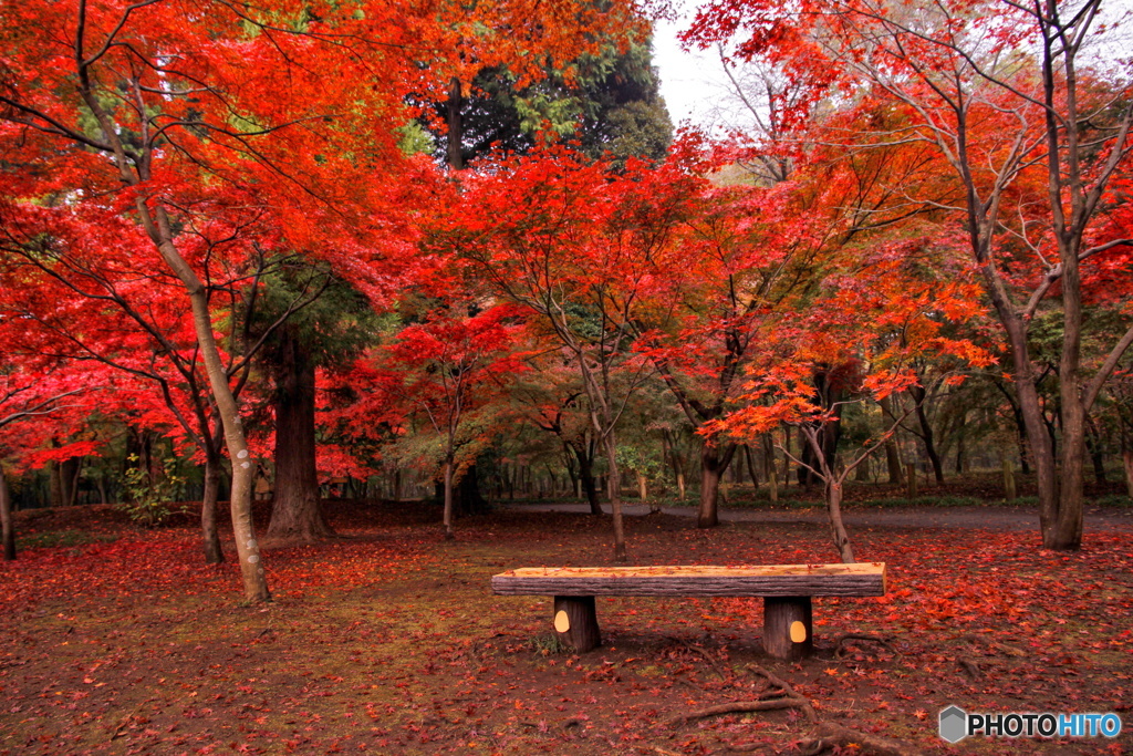 紅葉とベンチ